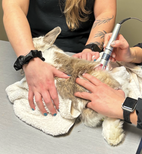 Rabbit receiving laser treatment