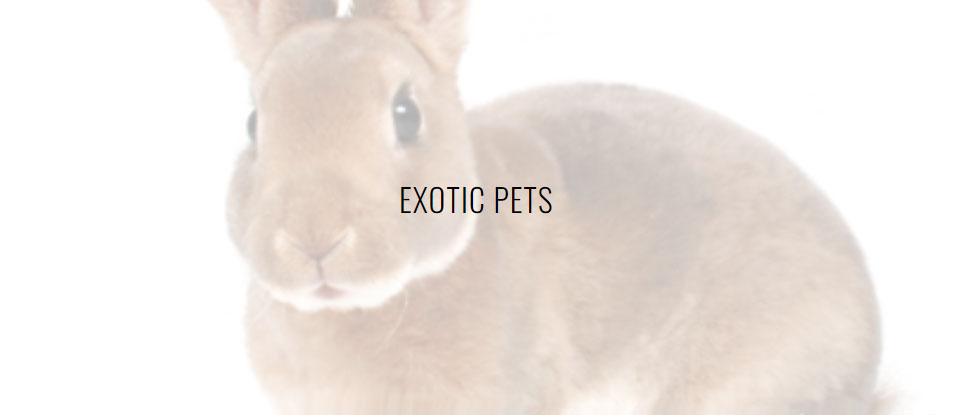 Exotic Pets