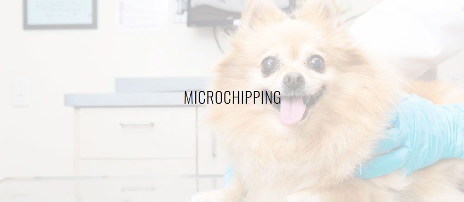 Microchipping