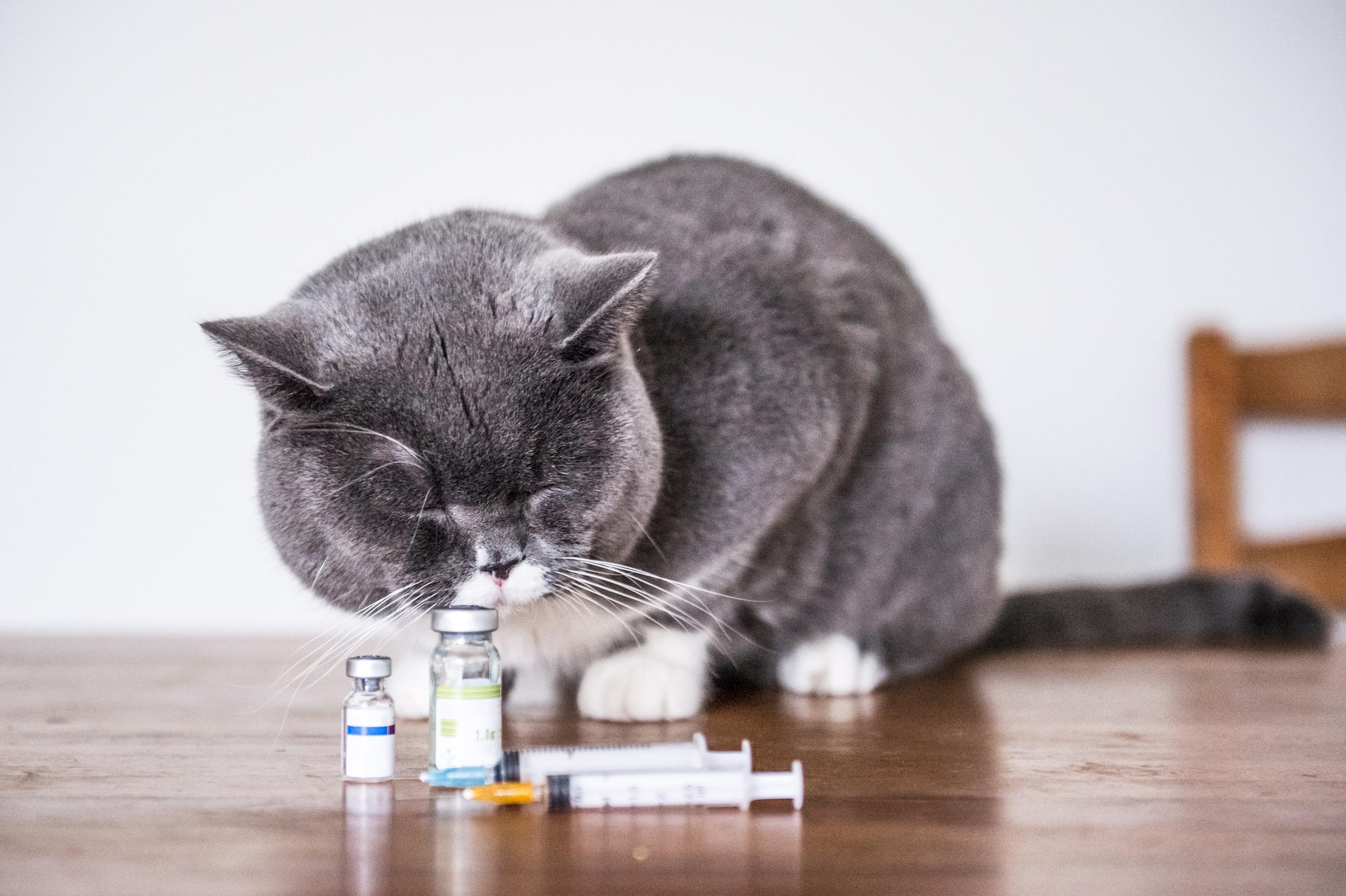 Vet Visit Vet Visit