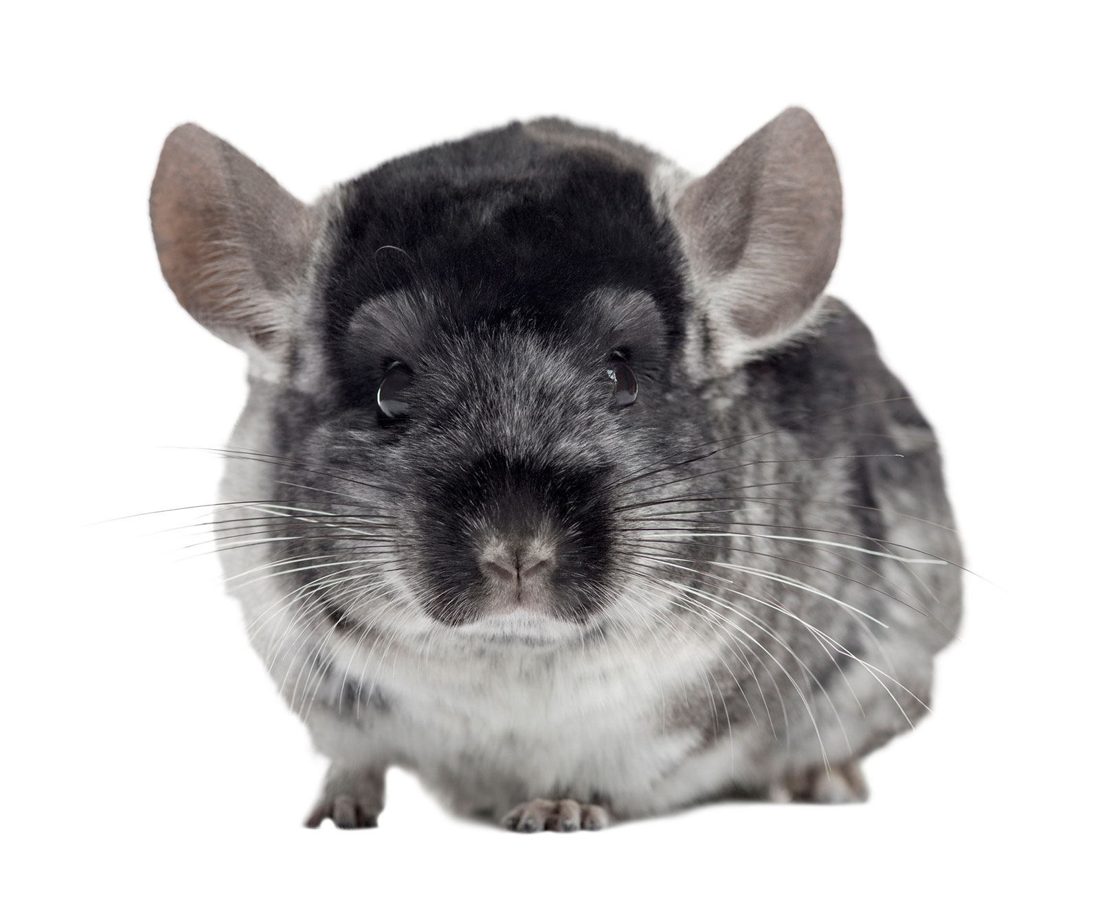 do chinchillas have health problems