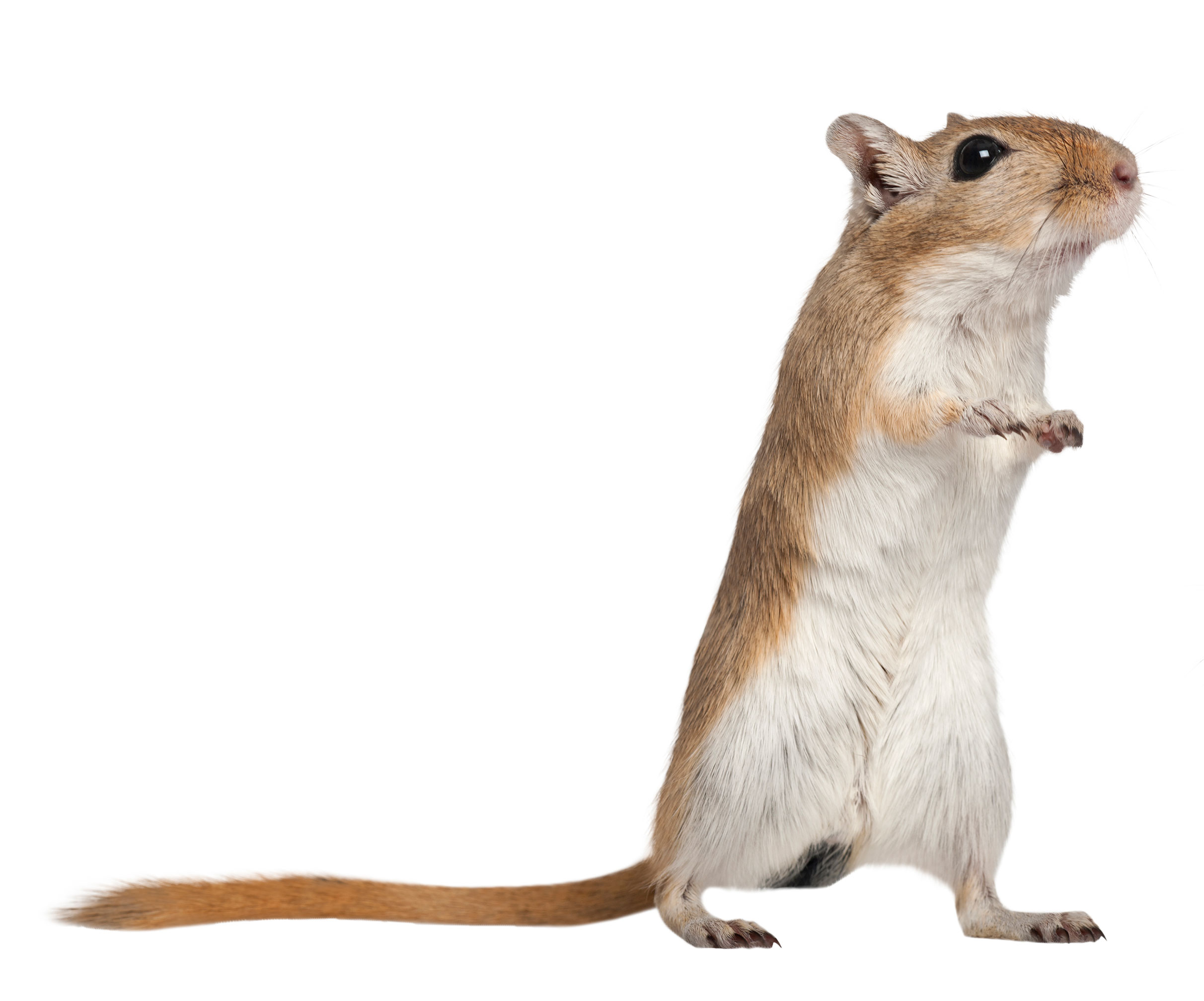 What Are The Differences Between A Gerbil And A Hamster?