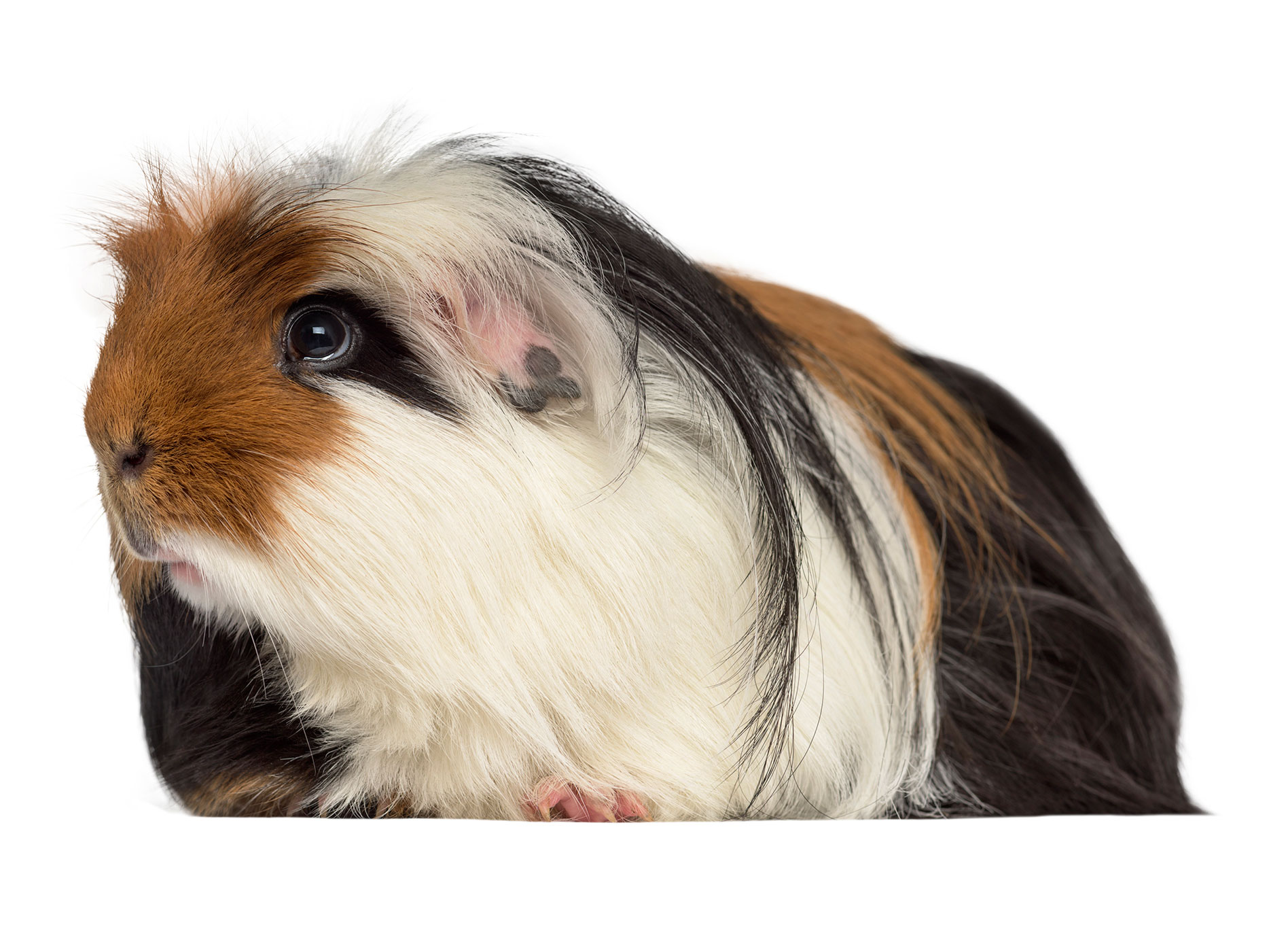 Guinea Pig Guinea Pig