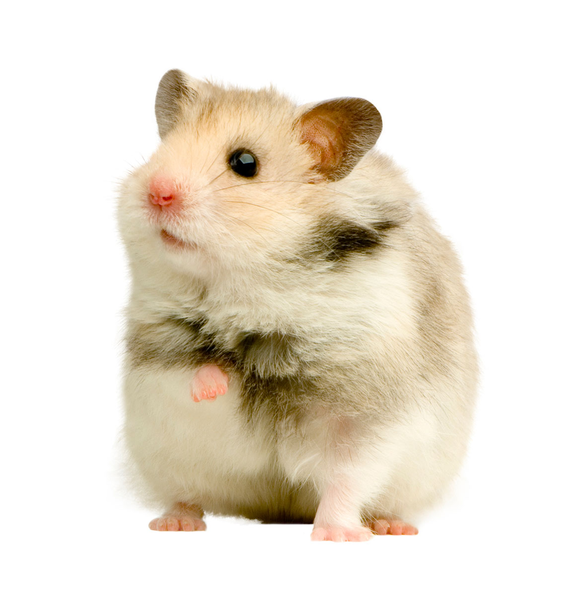 The Life Expectancy of Hamsters -cute animal names