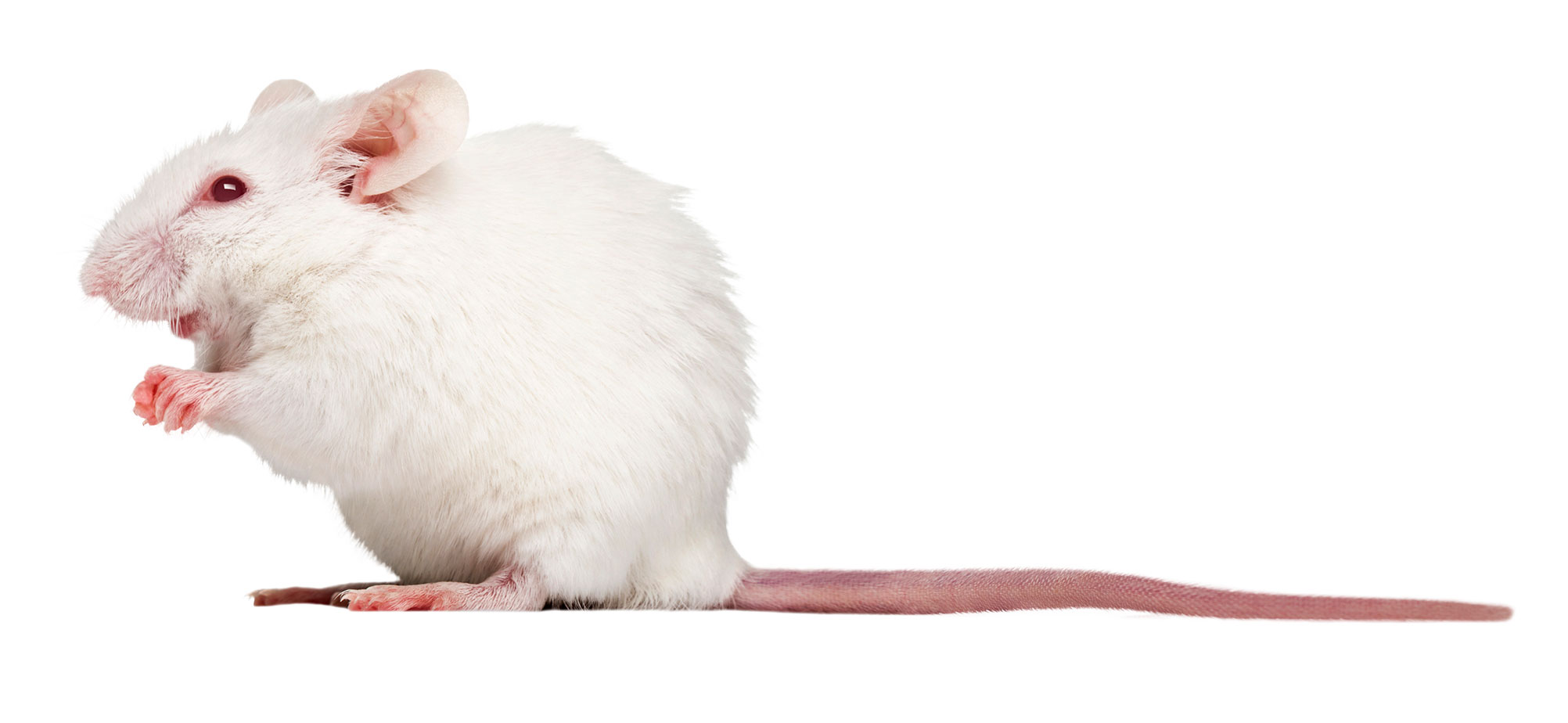 White mouse White mouse