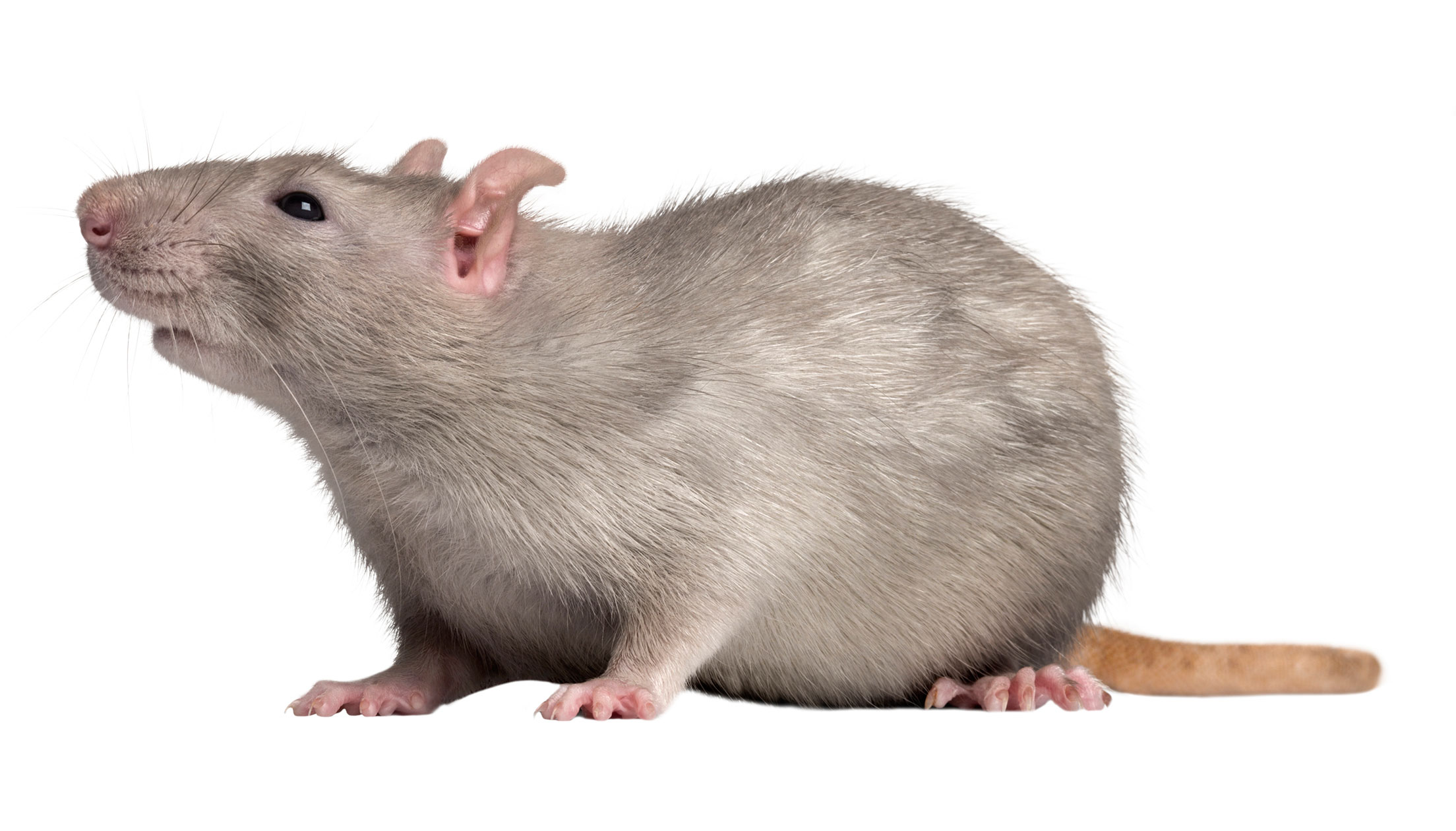 Rat Rat