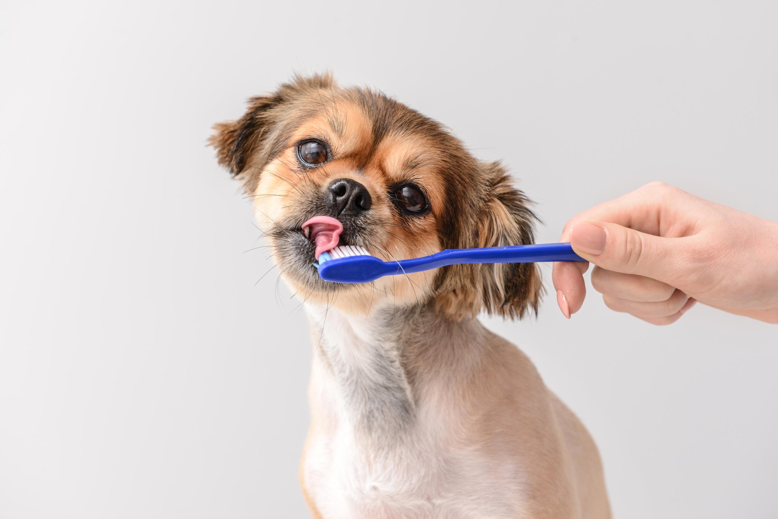 Dog Dental