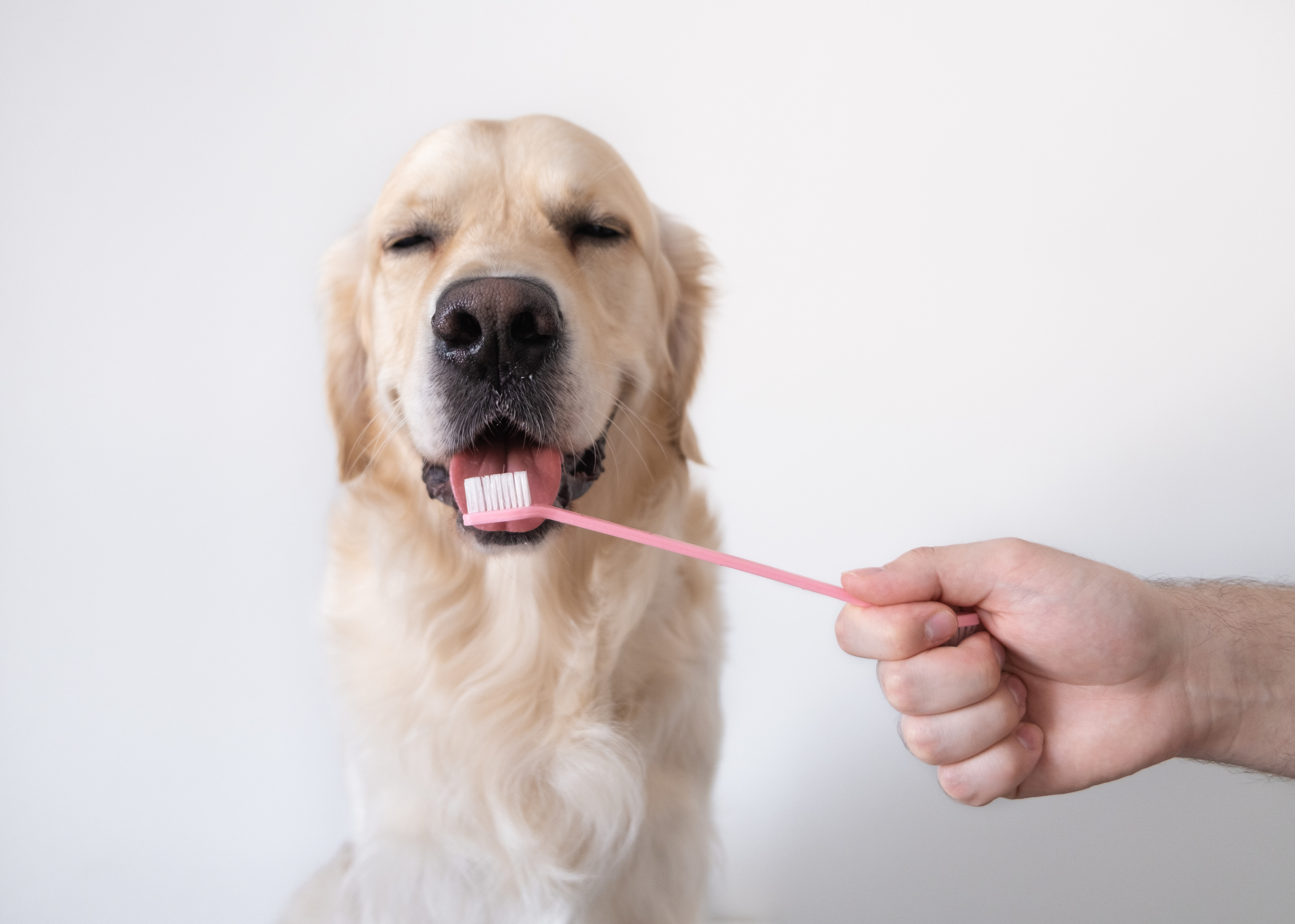 Dog Dental