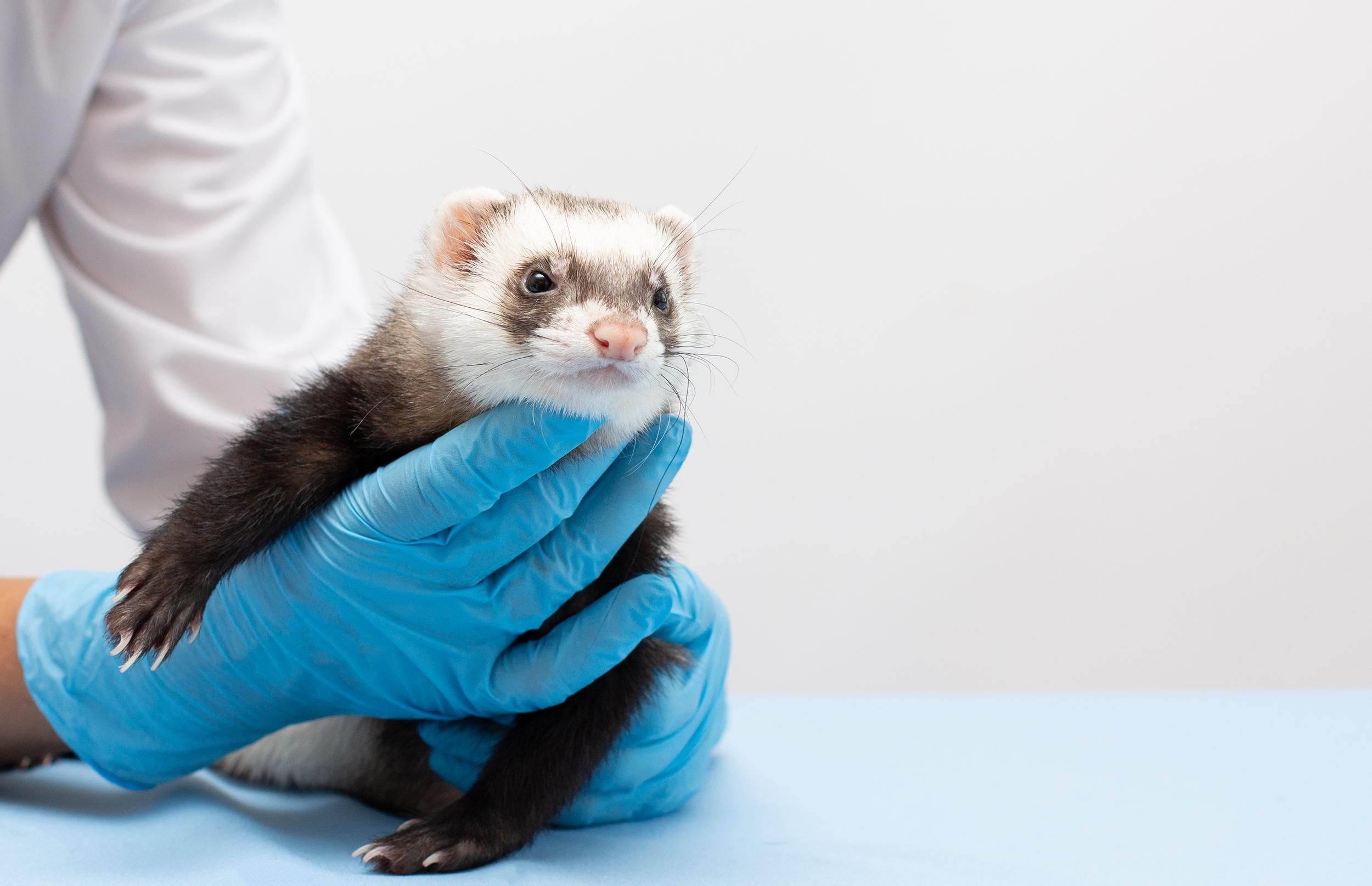 Dr holding Ferret