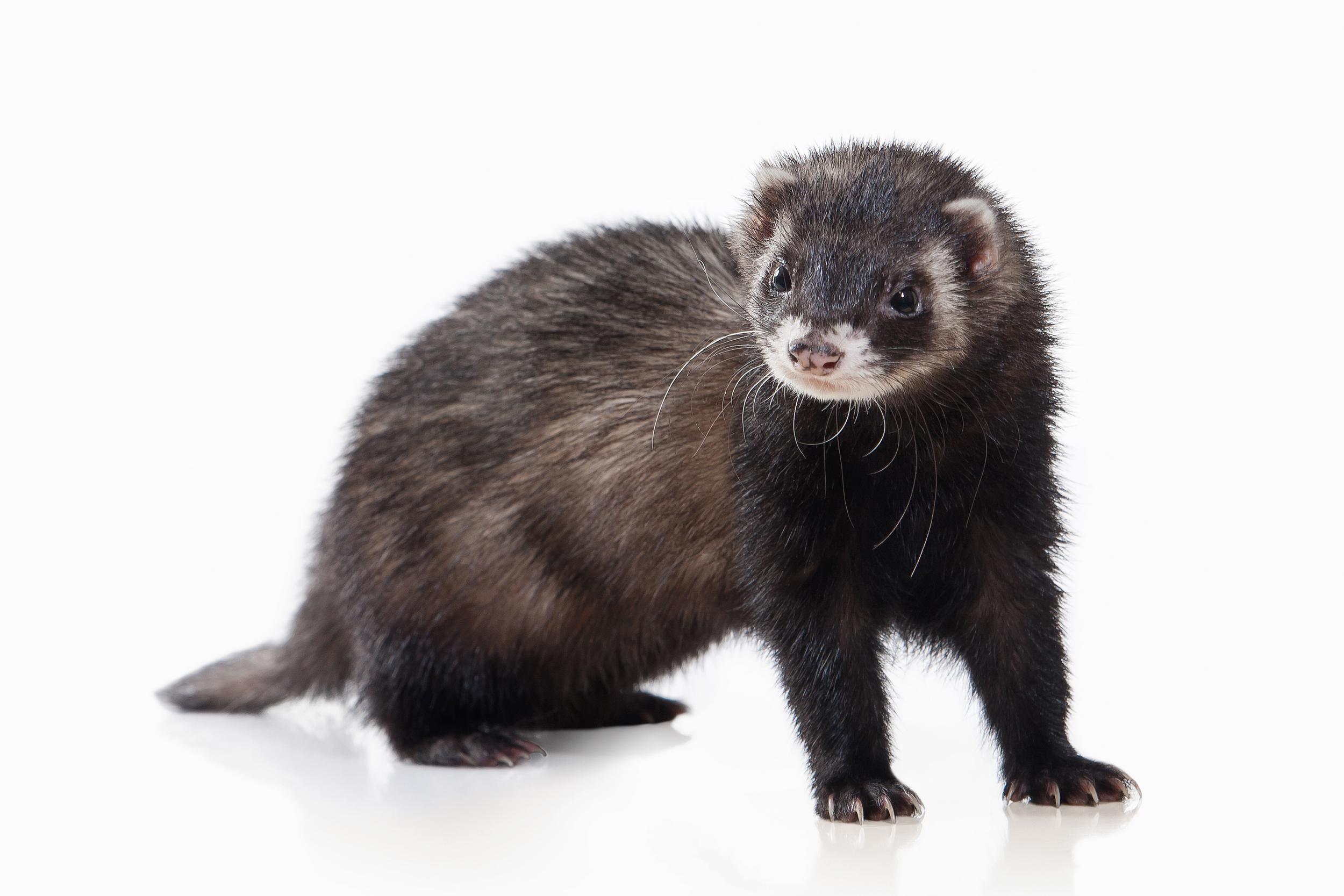 Ferret