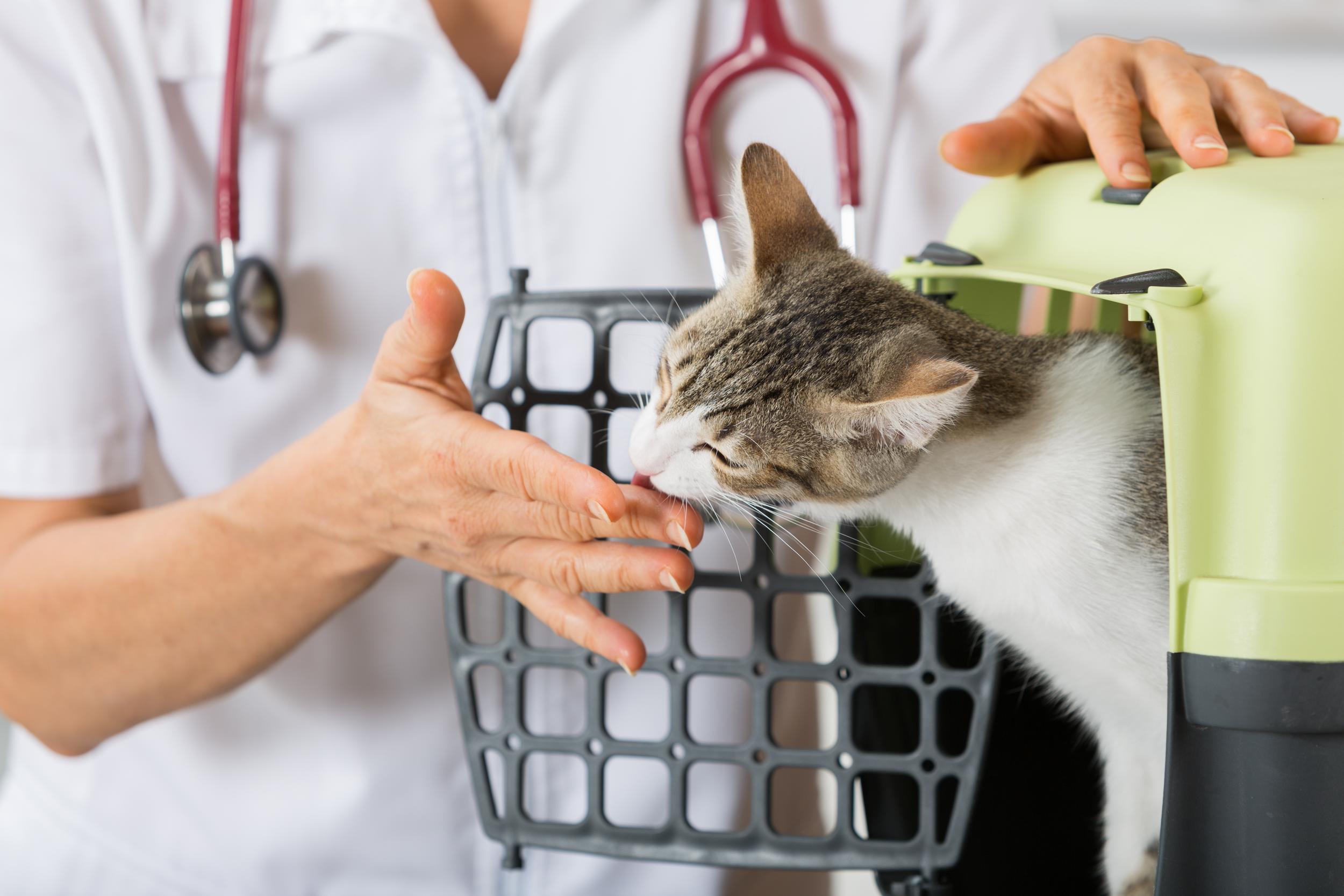 Vet with Cat