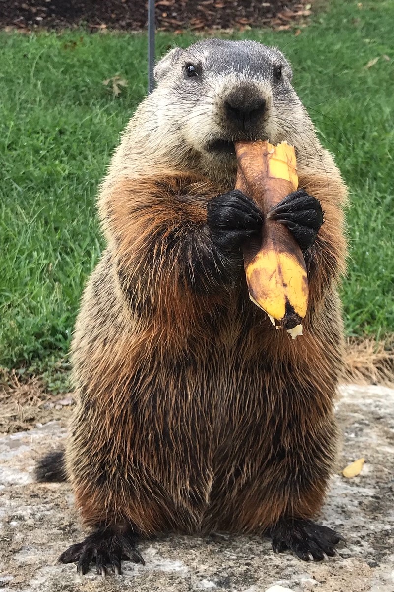 Carla Resident Groundhog