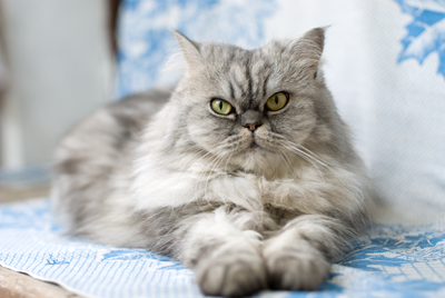 elder cat elder cat