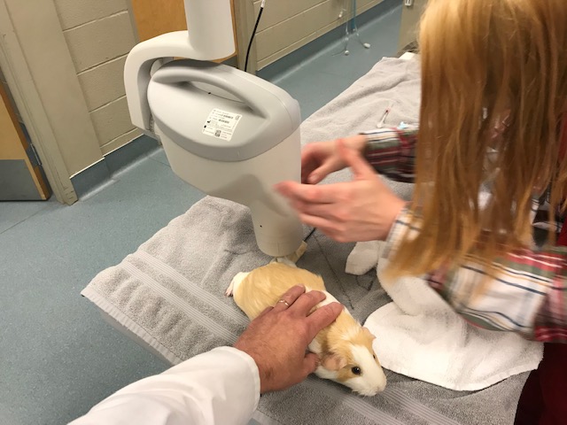 X-ray Guinea Pig X-ray Guinea Pig