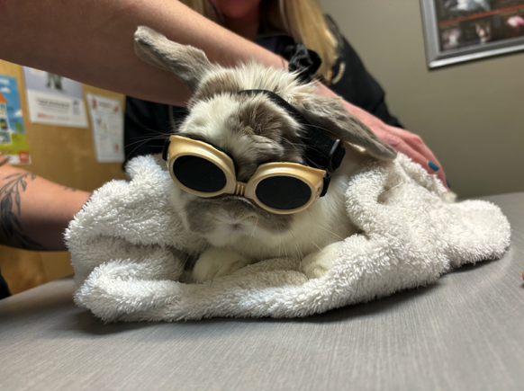 Rabbit receiving laser treatment