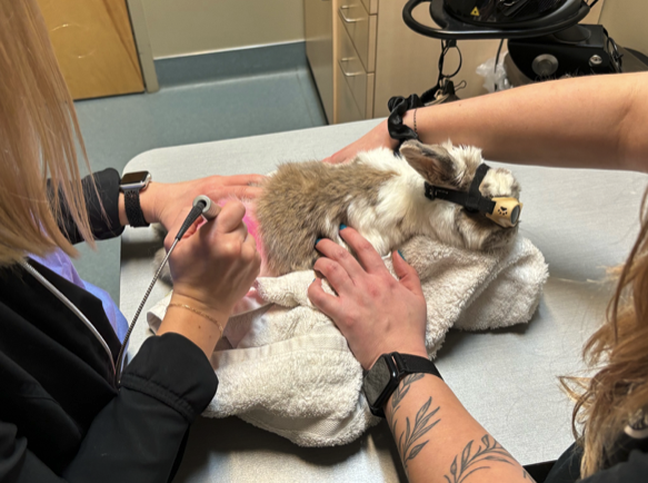 Rabbit receiving laser treatment