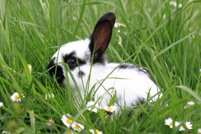 rabbit in grass