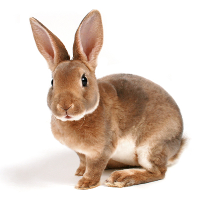 Brown Rabbit