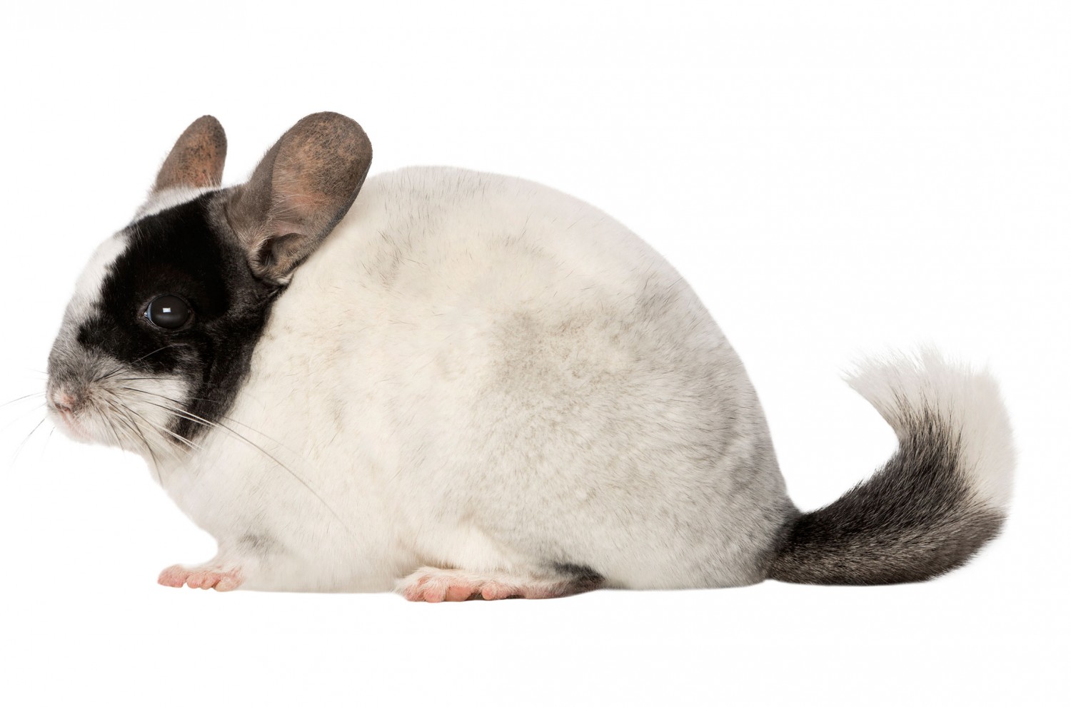 Black and White Chinchilla