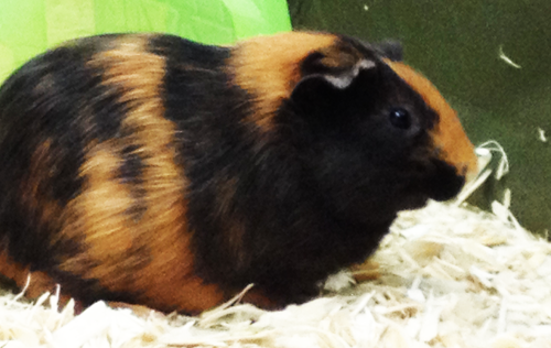 Black and Brown Guinea Pig