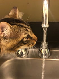 wata