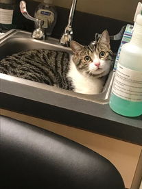 cat in sink