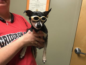 dog in goggles