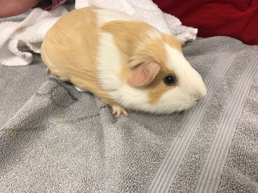 guinea pig