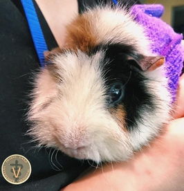 guinea pig