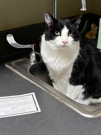 Cat in sink