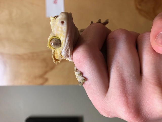 Reptile Reptile