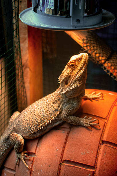 Bearded Dragons, Veterinarian in Waverly, TN