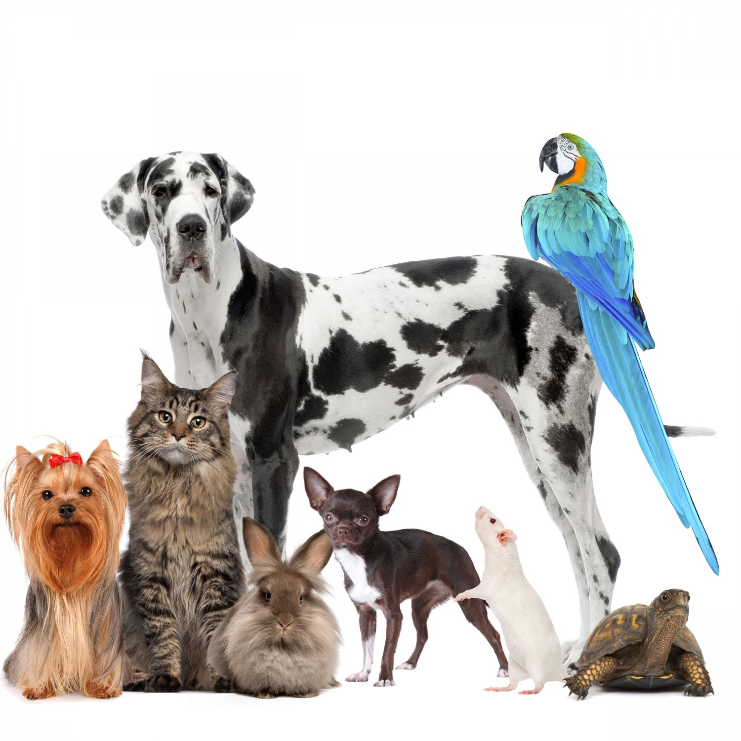 Group of Animals