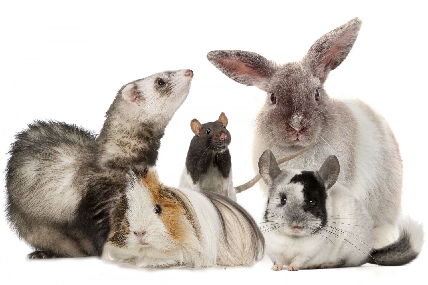 Small Animals